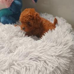 גורי פודל ננסי ממש יפים