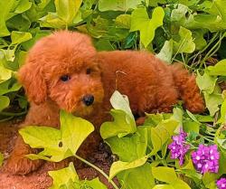 גורי פודל ננסי ברמה הכי