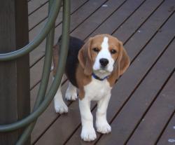 גורת ביגל pocket בת שנה