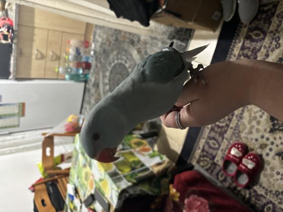 דררה בן 04 חודשים אכלת