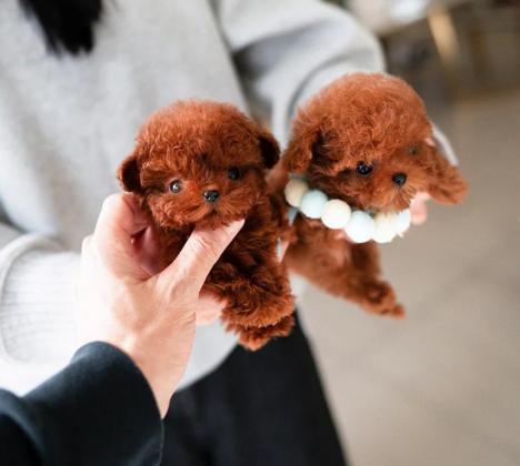 גורי פודל צעצוע במחירים נוחים לאימוץ