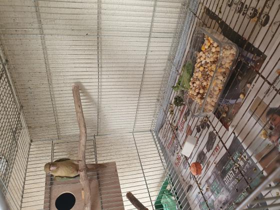 4 גרינציקים צעירים בני חצי