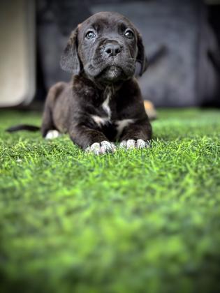 גורי קאנה קורסו מושלמים רק