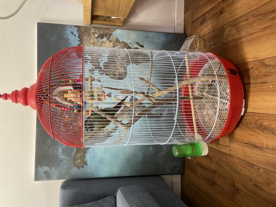 למכירה תוכי גרינציק ירוק כולל