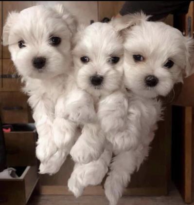 גורי מלטז מעלפים היפואלרגנים ללא