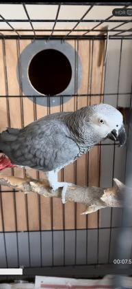 זכר בדוק מין מחלות עם טבעת