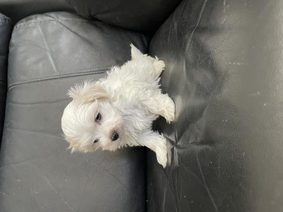 גורי מלטז מעלפים היפואלרגנים ללא