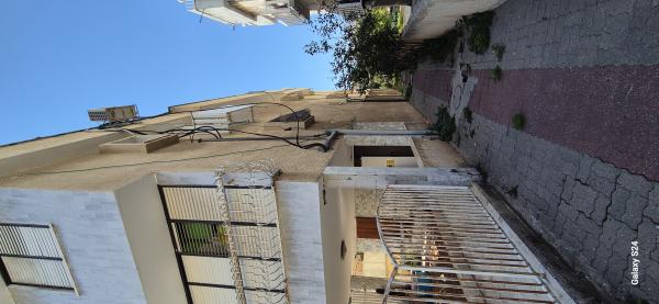 צבי שץ 59, גרין ועם