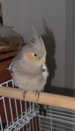 קוקטייל מתוק, חברותי, יושב על