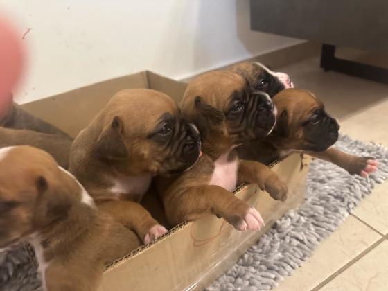 גורי בוקסר גזעים ללא תיעוד,