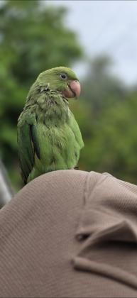 דררה האכלת יד ברמה גבוהה