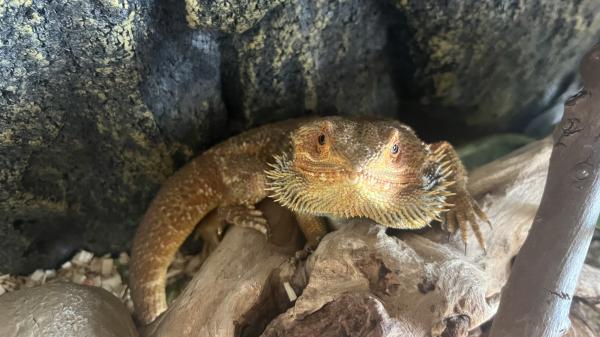 חרדון חמוד זכר רגוע גדל בתנאים טובים