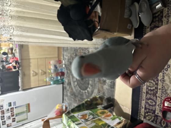 דררה בן 04 חודשים אכלת