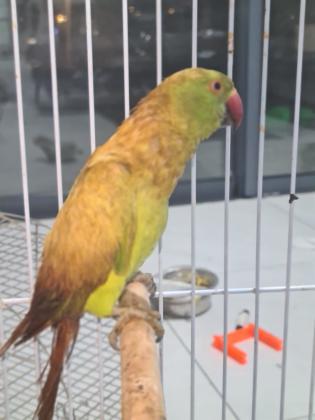 נקבה עם שלושה גוזלים בני חודש