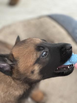 למכירה גורי מלינואה גזעיים ברמה