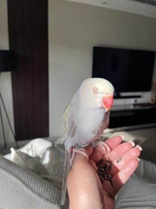 האכלת יד, בדוק מחלות, מוטבע,