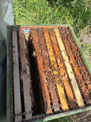 למכירה – נחילי דבורים מוכנים