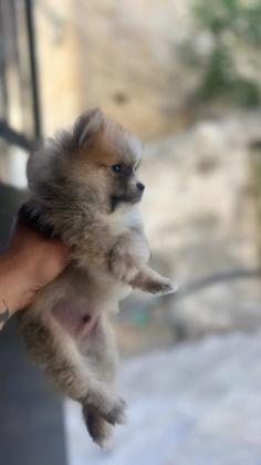 גור פומרניין גזעי דובי זכר