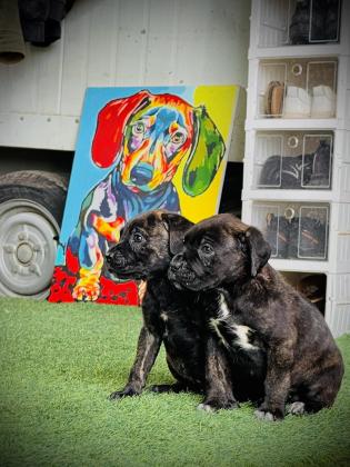 גורי קאנה קורסו מושלמים רק