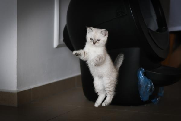 גורים נדירים ביופיים ובאופיים –