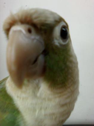 תוכית נקבה האכלת יד מתוקה בת שנה