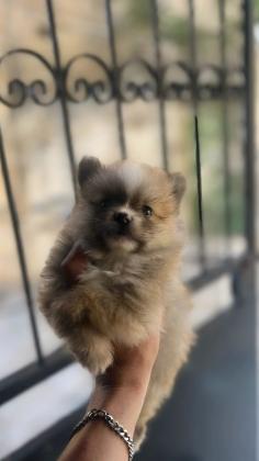 גור פומרניין גזעי דובי זכר