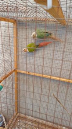 כלובים עם מגוון תוכים עובדים למכירה