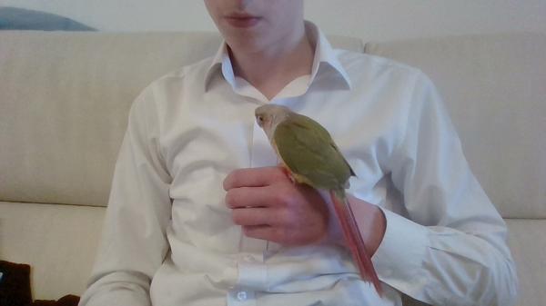 גרינציק אננס מדהים האכלת יד