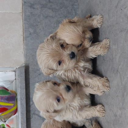 גורי מלטיפו ננסיים בני חודש