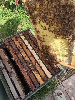 למכירה – נחילי דבורים מוכנים