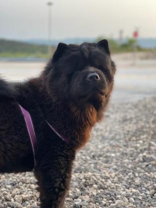 כלבה מסתדרת עם כולם במיוחד עם ילדים