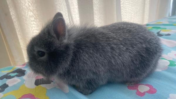 יש לי ארנבת חמודה ברמות,