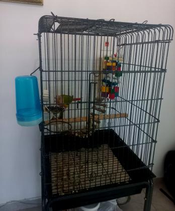 תוכי האכלת יד, סוג גרינג'יק,