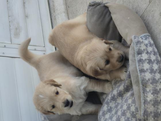 גורי גולדן רטריבר גזעיים מההמים