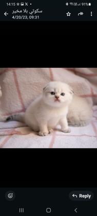 2 גורים בגיל חודש סקוטי