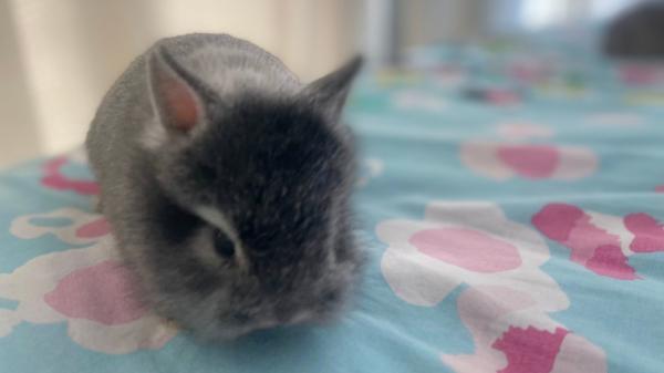 יש לי ארנבת חמודה ברמות,