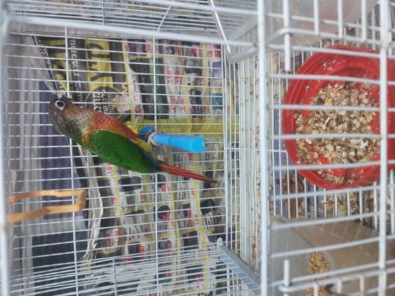 גוזלי גרינציקים האכלות יד מוחתמים