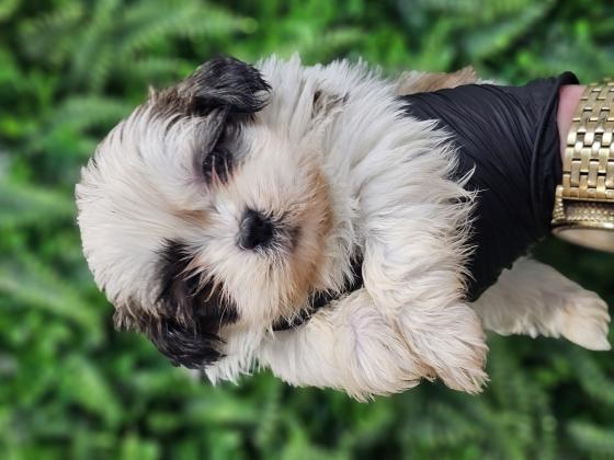 גורי שיצו מהממים לאחר חיסון