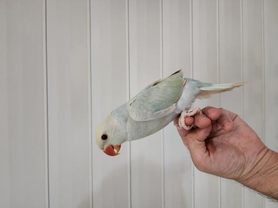 האכלות יד מטובעים 800-1200