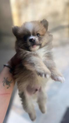 גור פומרניין גזעי דובי זכר