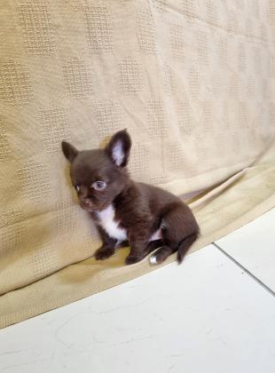 גור זכר בצבע שוקולד