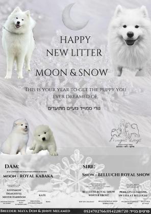 גורי סמוייד גזעיים תעודות FCI