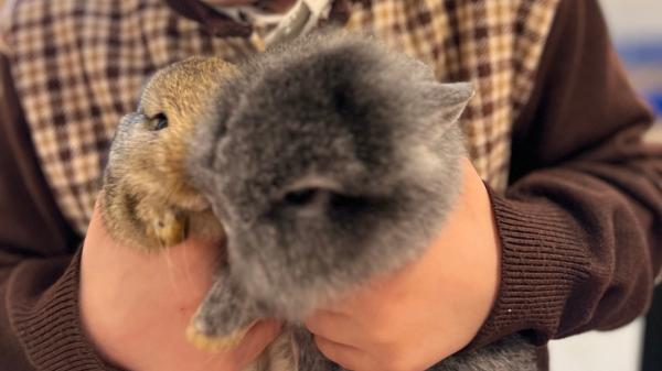 יש לי ארנבת חמודה ברמות,