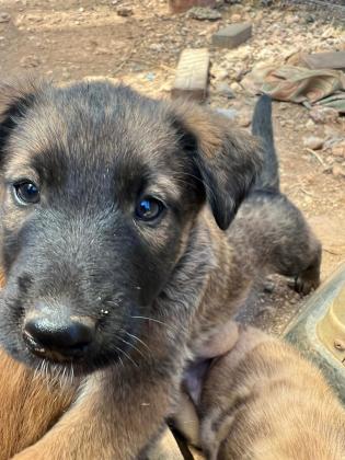 גורים מהממים של רועה בלגי