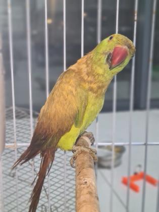 נקבה עם שלושה גוזלים בני חודש