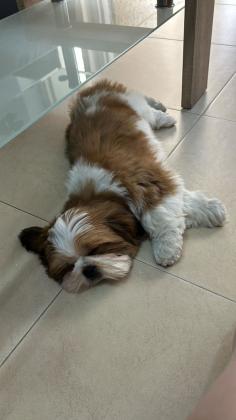 גור שיצו בן 4 חודשיםהמלטה