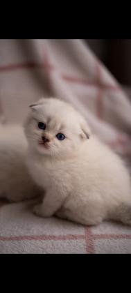 2 גורים בגיל חודש סקוטי