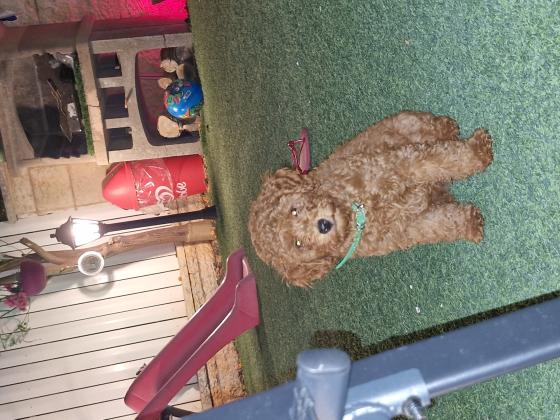 גור פודל זכר בן 4