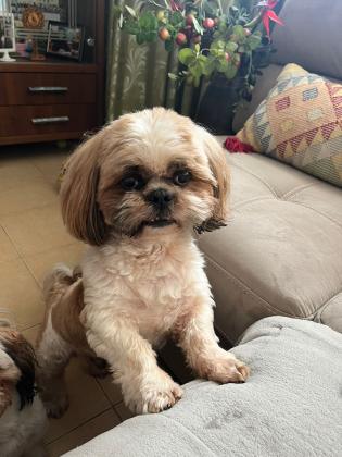 זכר שיצו גזעי ומושלם מחפש זיווג❤️