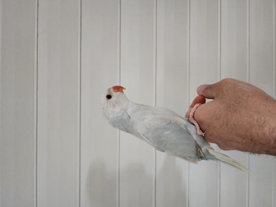 האכלות יד מטובעים 800-1200